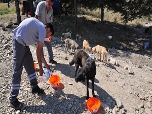 Sokak hayvanlarına bir kap su