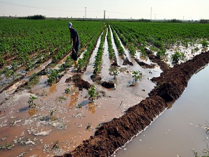 Kavurucu Sıcakların Altında Sulama