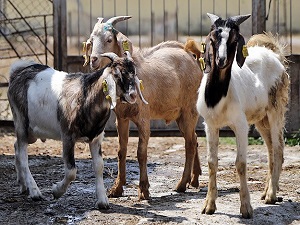 'Üniversiteli keçiler' embriyo transferiyle çoğalacak