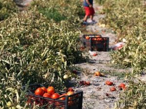 Haziran Yağmurları Ayaş Domatesinin Verimini Yüzde 30 Düşürdü