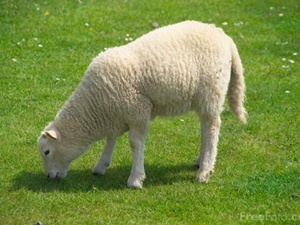 Cuma vaazında kayıp koyun duyurusu