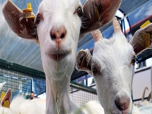 Kurban kesim elemanı kursuna başvurular başlıyor