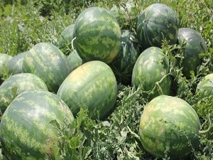 Tarlada 5, markette 75 kuruş