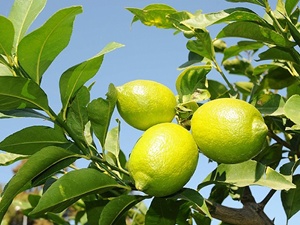 Zam şampiyonu limon oldu