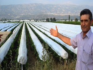Sarıgöl ovası beyaza büründü