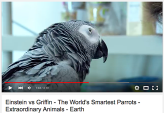 YouTube video oynatıcı tasarımını değiştirdi