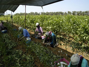 Bandırma, birçok ülkeye ceviz fidanı ihraç ediyor
