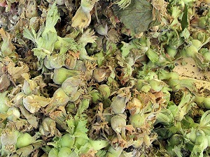 'Fındık ihracatında tarihi rekor'