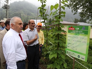 Organik çay tarımı projesi