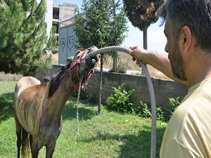 Sıcaklar onları da bunaltıyor