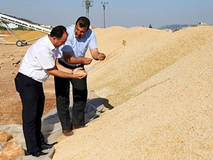 Avrupalı çiftçiye Türk tohumu