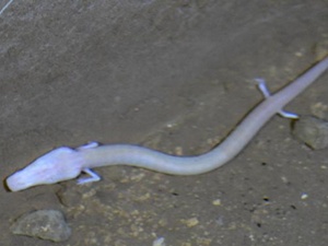 İnsan görünümlü balık!