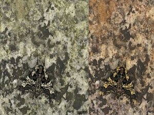 Dünyayı hayvanların gözünden görebilmek artık mümkün