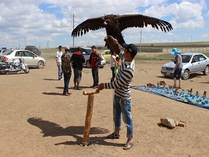 Evcilleştirilmiş kartallar Moğolistan turizmine katkı sağlıyor