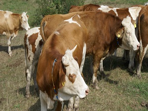 Hayvancılık zor günler yaşıyor
