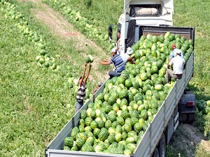 Tarlada gariban İstanbul'da sultan