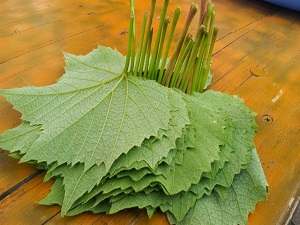 Erbaa yaprağı Avrupa yolunda