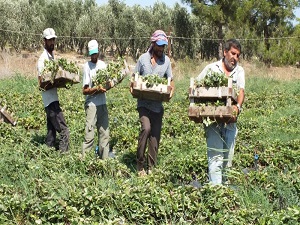 Silifke çileği yoğun sıcak altında toprağa ekiliyor
