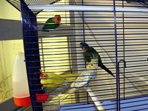 Kuşları ceyeranda bırakmayın