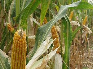 Mısır hasadı başlıyor, çiftçi alım fiyatını bekliyor