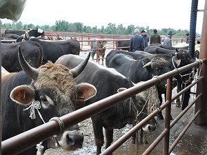 Kurban Bayramı'nda kaç gün tatil olacak?