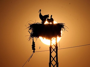 Baharın habercisi erken geldi