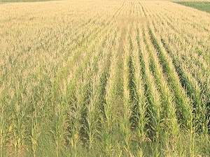 Mısır üretiminde cumhuriyet tarihi rekoru