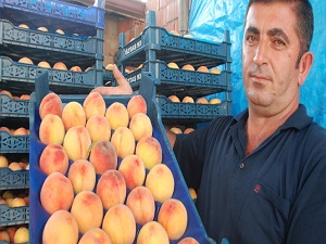 Terör, şeftali üreticisini de vurdu