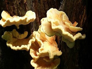 Zehirli mantara dikkat