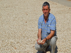 Çerezlik ayçiçeğinde hasat umutlu başladı