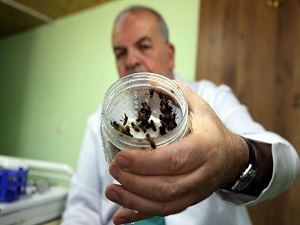 Arı zehri onlarca hastalığa şifa oluyor