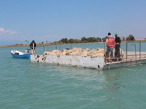 Koyun sürülerini salla adaya taşıyorlar