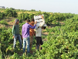 Antep karası çiftçinin yüzünü güldürdü