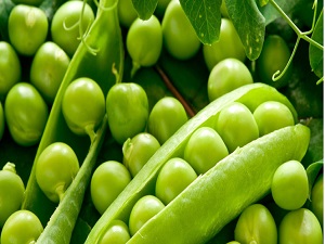 Bezelye metabolizmayı hızlandıyor