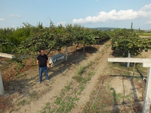 Bafra’da tütünün alternatifi kivi