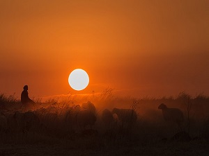 Suriyeli çobanın hayali ülkesine dönmek