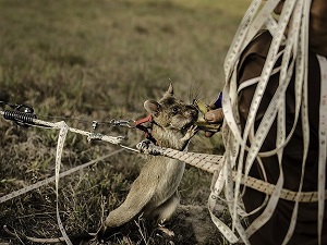 Dünyanın en küçük mayın avcıları Kamboçya'da