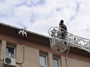 Manisa'da leylek kurtarma operasyonu