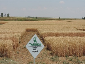 Türkiye'nin yeni buğdayı