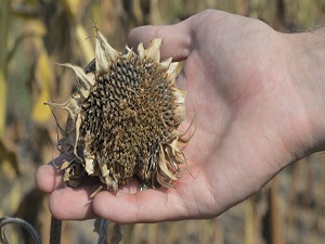 Sıcaklık ayçiçeğinde verimi olumsuz etkiledi