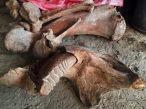 Tarlasını sürerken antik fil fosili buldu