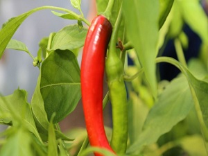 Sivas’ta seralarda sebze hasadı başladı