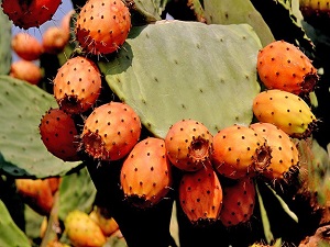 'Kaynana dili'nin DNA'sı çıkarıldı