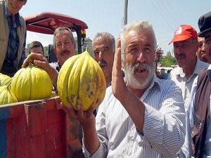 Bir römork dolusu kavun 200 lira ediyor