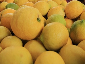 'Zam şampiyonu' limonda erken hasat