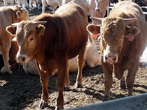 Et ithalatı kalıcı bir çözüm değil