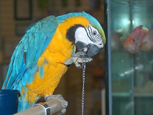 Hindistan'da papağan 'gözaltına alındı'