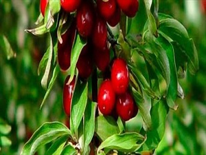 Bağırsak kanserine karşı kızılcık suyu