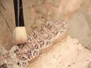 Çankırı'da 8 milyon yıllık fosillere ulaşıldı