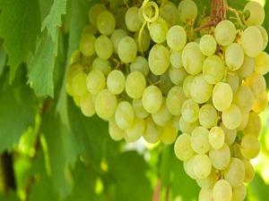 Üzüm çekirdeğinin müthiş faydası